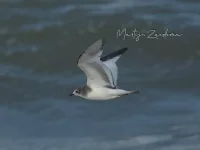 Vorkstaartmeeuw [Xema sabini] - Zuiderhavenhoofd Scheveningen Zuid-Holland (30okt2025)              